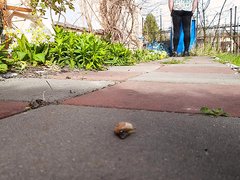 Stomp Snail   Video 2