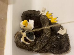 A Sloth And His Eagle Friend Get A Warm Face Message!