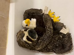 A Sloth And His Eagle Friend Get A Warm Face Message!