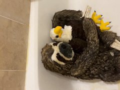 A Sloth And His Eagle Friend Get A Warm Face Message!