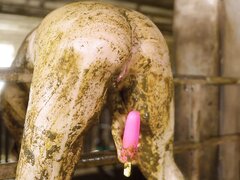 Farmer’s Wife In The Calf Shed   Masturbating In Dung